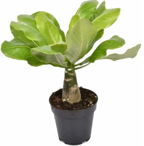 Vulkaanikell Hawaiian Palm P12/30cm