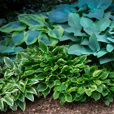 Hosta C2