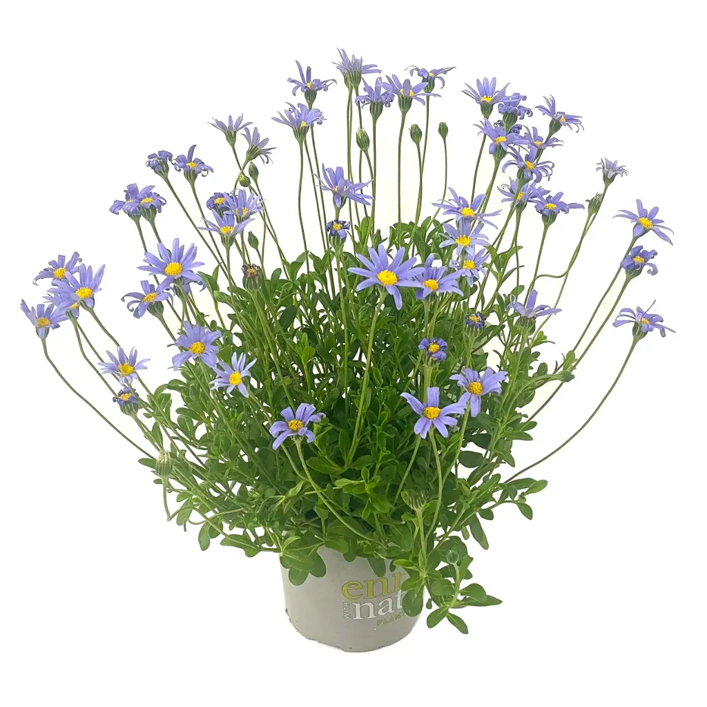 Aster-tähtlill  P12cm 