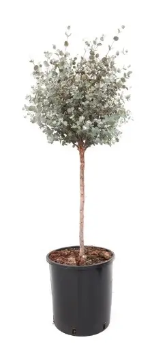 Eukalüpt Gunnii tüvel P22/100cm 