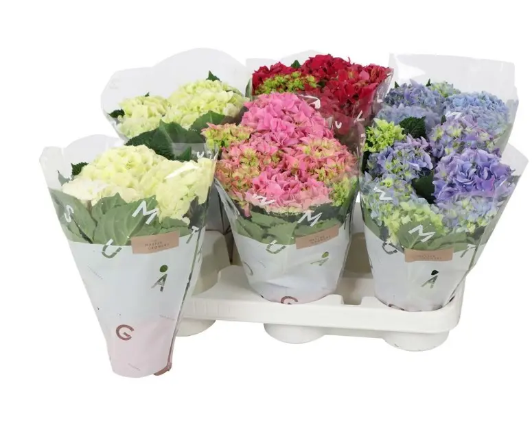Hortensia potis P10/22cm mix