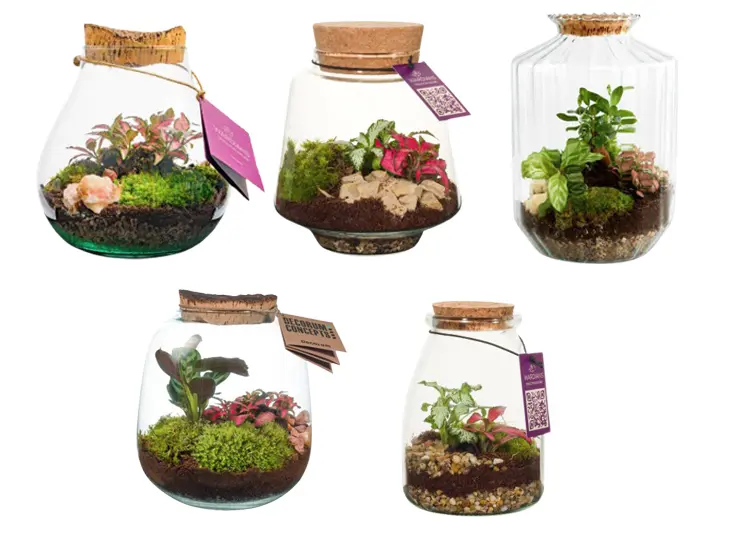Klaasist terraarium taimedega Ø22cm