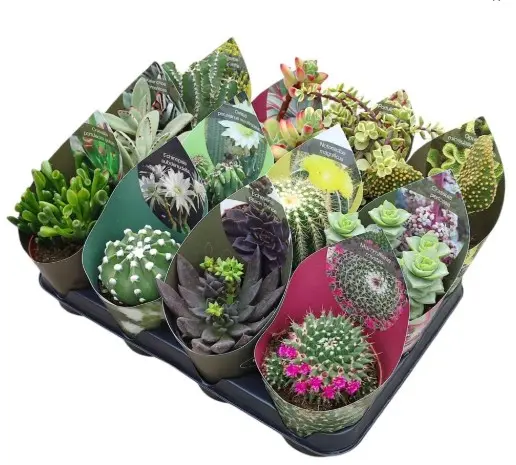 Kaktus ja sukulendi mix P10,5cm  