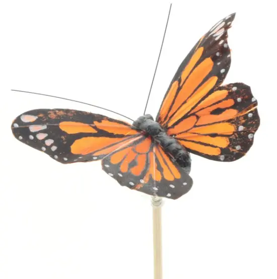Liblikas 'Atalanta' tikul 