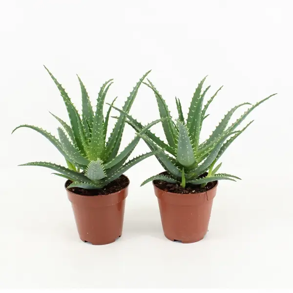 Puis-aaloe P12/30cm