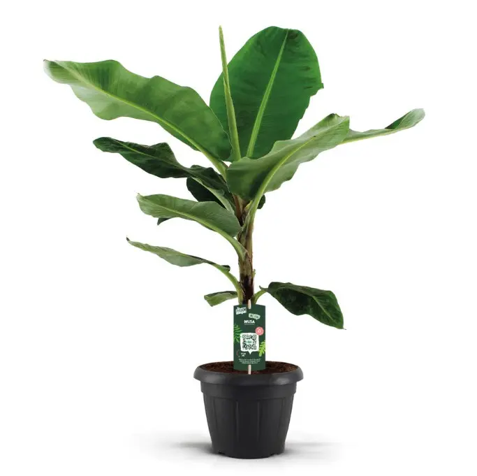 Banaanipuu Dwarf Cavendish P21/110cm