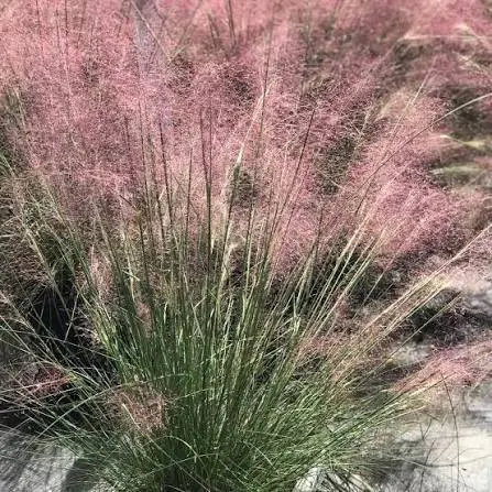 Roosa muulaheinP17/30cm 