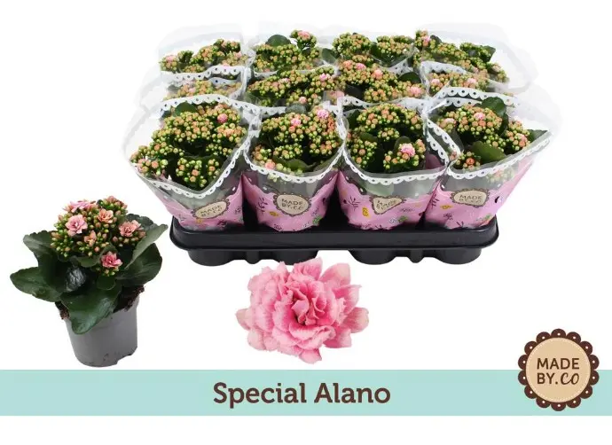 Kalanhoe 'More Flowers Lausanne' P14/26cm