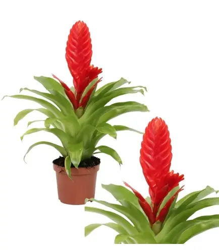 Vriisea 'Kallisto' valik P10,5/30cm