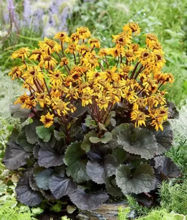 Hambuline kobarpea  'Midnight Lady'