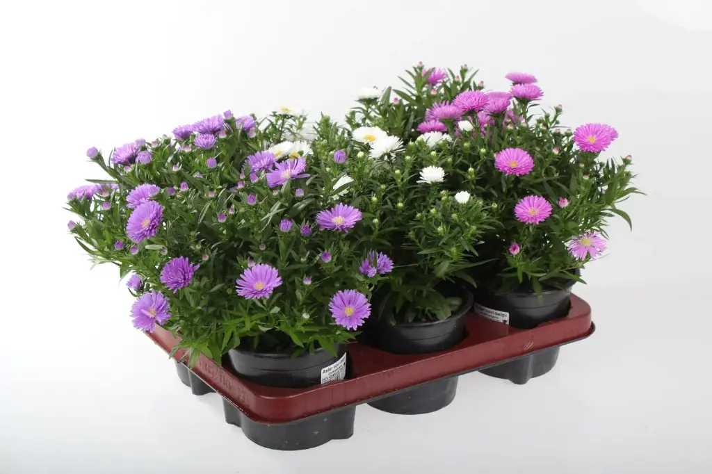 Õiekas aster Starletta P12/25cm