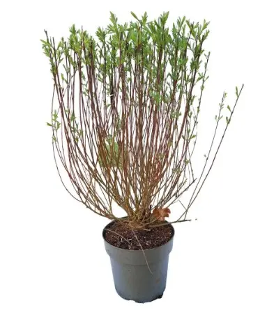 Punapaju 'Nana'