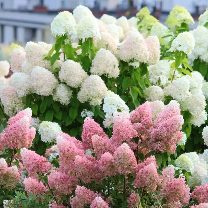 Aedhortensia C3/40cm