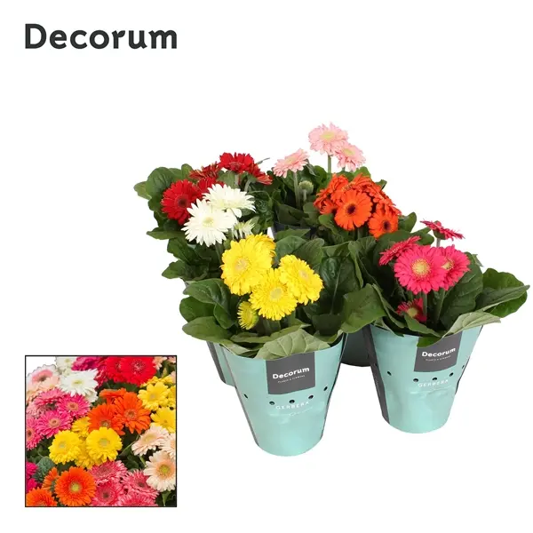 Gerbera Colourgame P12/30cm