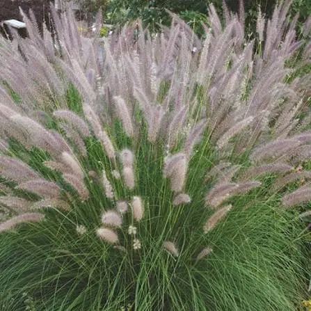  Harjas-hiidhirss Rubrum P