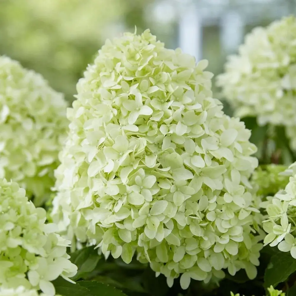 Aedhortensia 'Little Spooky' C7,5/40cm