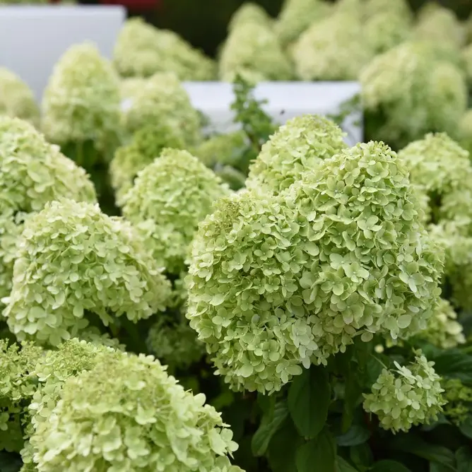 Aedhortensia 'Skyfal' C7,5/40cm 