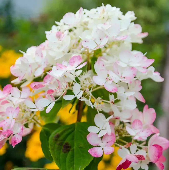 Aedhortensia 'Vanille-Fraise' C7,5/40cm