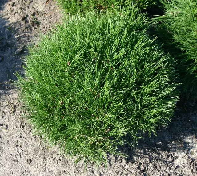 Kääbus-mägimänd P24/40-50cm
