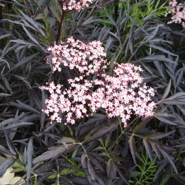 Must leeder 'Black Lace' C3/40-60cm