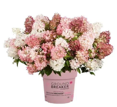 Pinnakatte aedhortensia 'Blush' P19/40cm