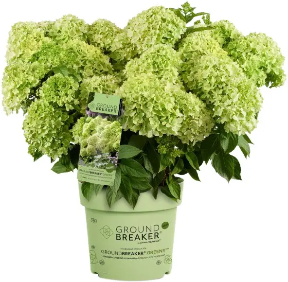 Pinnakatte aedhortensia 'Greeny' P19/40cm