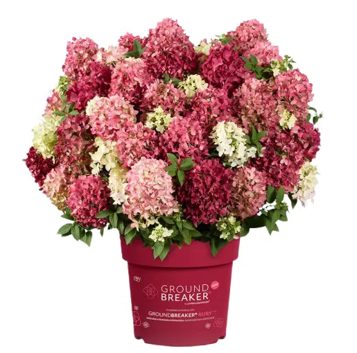 Pinnakatte aedhortensia 'Ruby' P19/40cm 