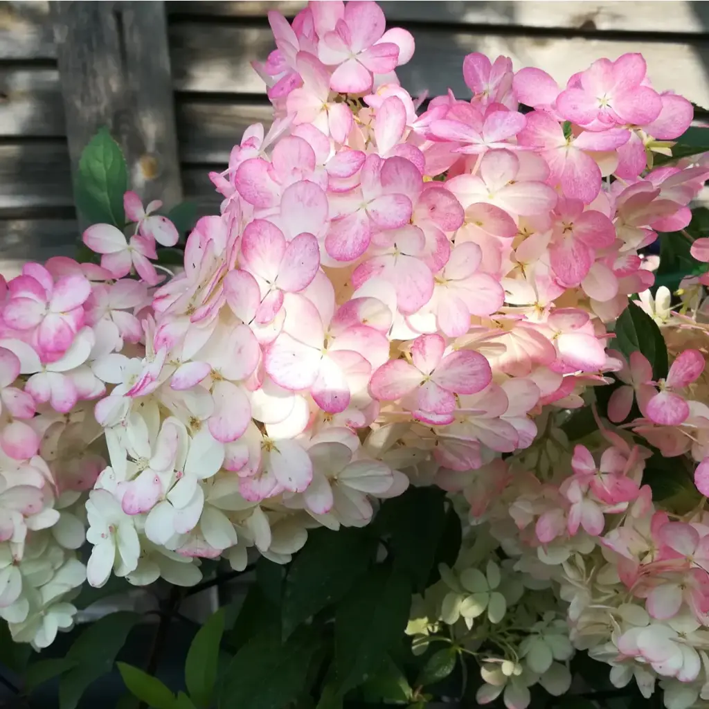 Aedhortensia 'Living Strawberry Blossom' P19