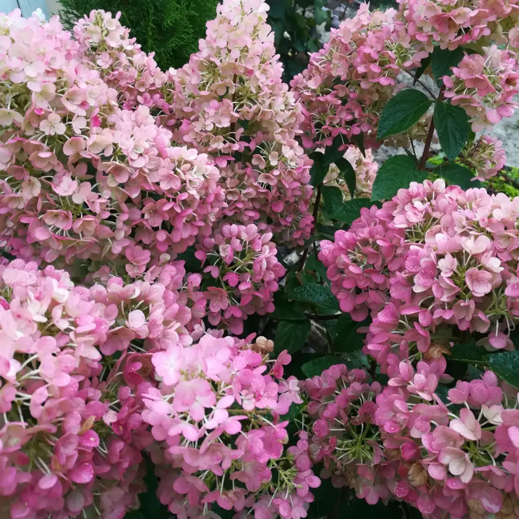 Aedhortensia 'Sundae Fraise' P19cm