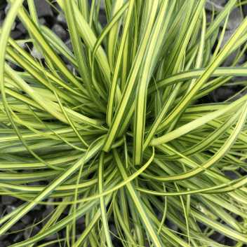 Oshiima tarn 'Eversheen' P17/35cm