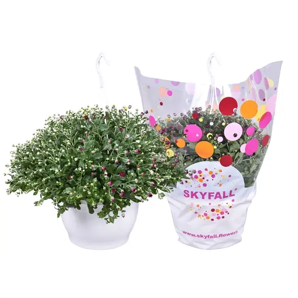 Potikrüsanteem Skyfall valik P23/40-45cm amplis