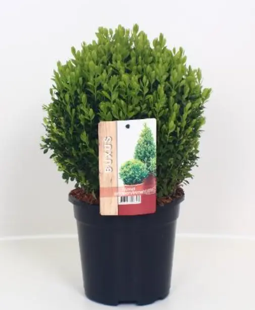 Harilik pukspuu pall P17/30cm