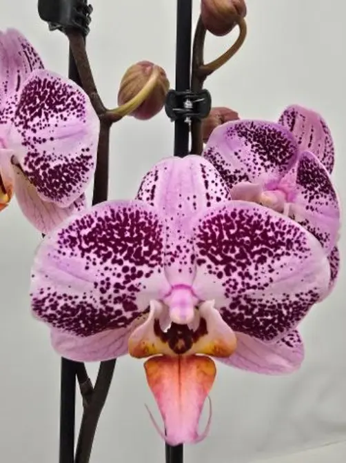 Kuuking 'purple pink' 2v P12/60cm