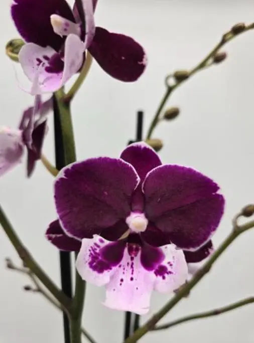 Kuuking 'dark purple' 2v P12/75