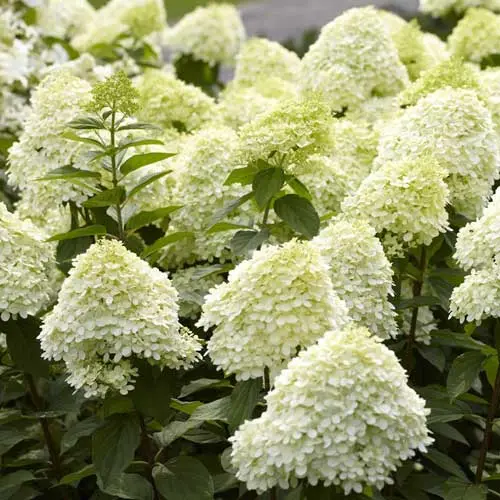 Aedhortensia 'Limelight' P29/75cm