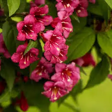 Veigela 'Bristol Ruby' C2