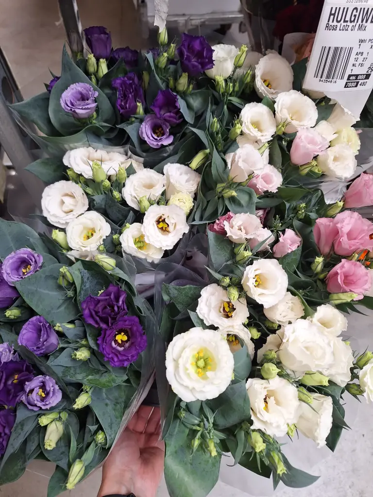 Preeriakell potis 'Julietta' valik P13/36cm