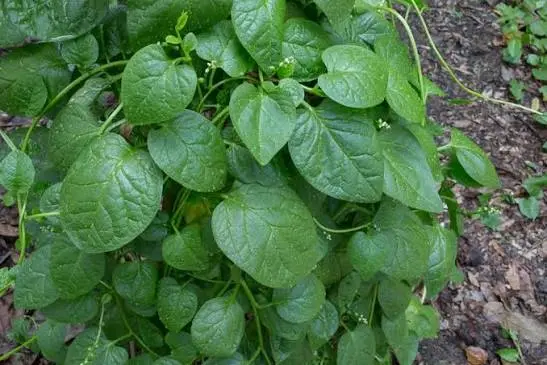 Spinatbasella "Rubra" 