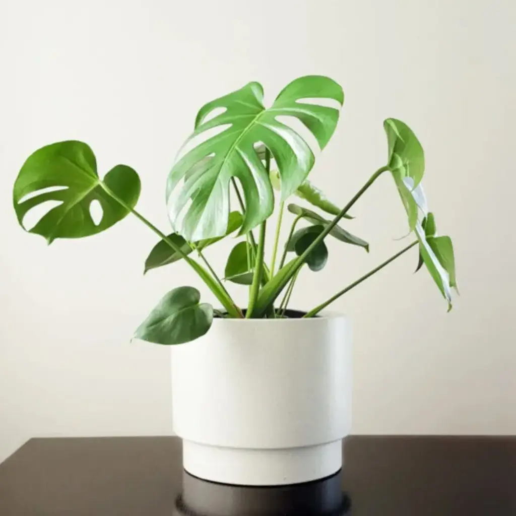 Monstera Variegated P19/85cm