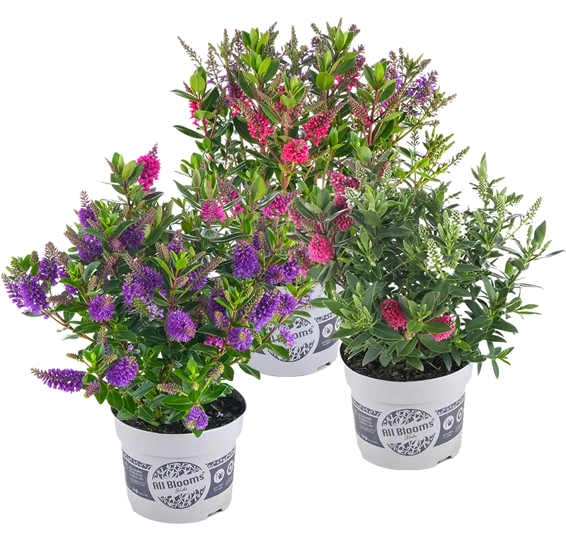 Puismailane All Blooms valik P13/35cm