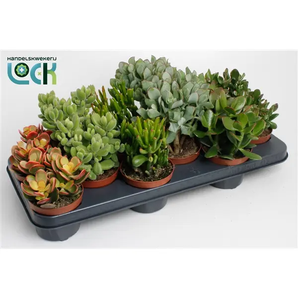 Turdleht P14/20cm