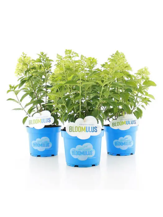 Aedhortensia Bloomulus valik P23/45cm