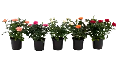 Potiroos 'Boutique Roses' valik P14/30cm