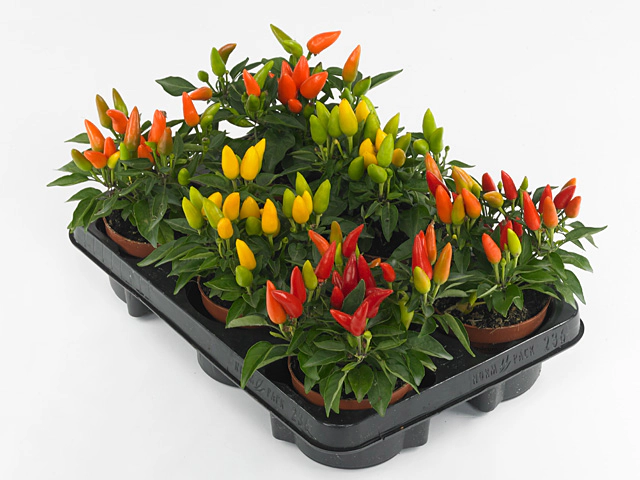 HupHup Mix 10,5Ø 25cm