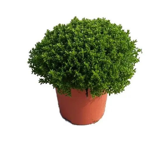 Puismailane 'Hebedonna' valik P19/35cm