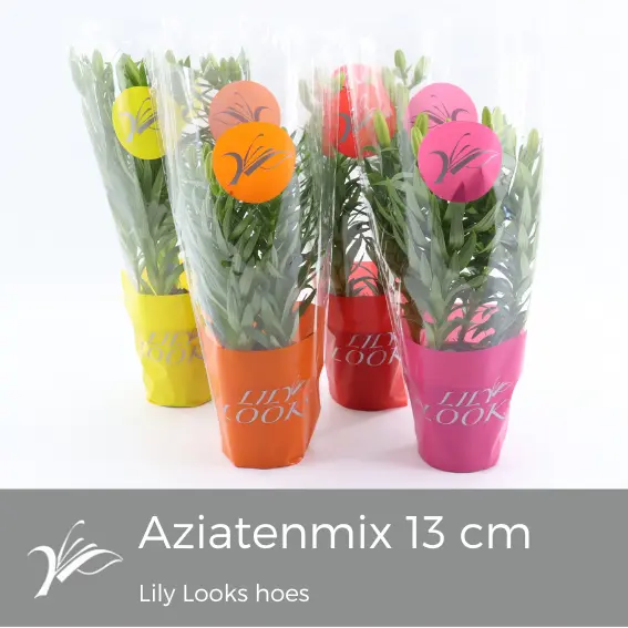 Aasia liilia valik P19/40cm