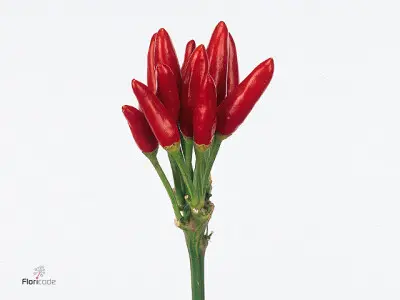 Dekoratiivne paprika