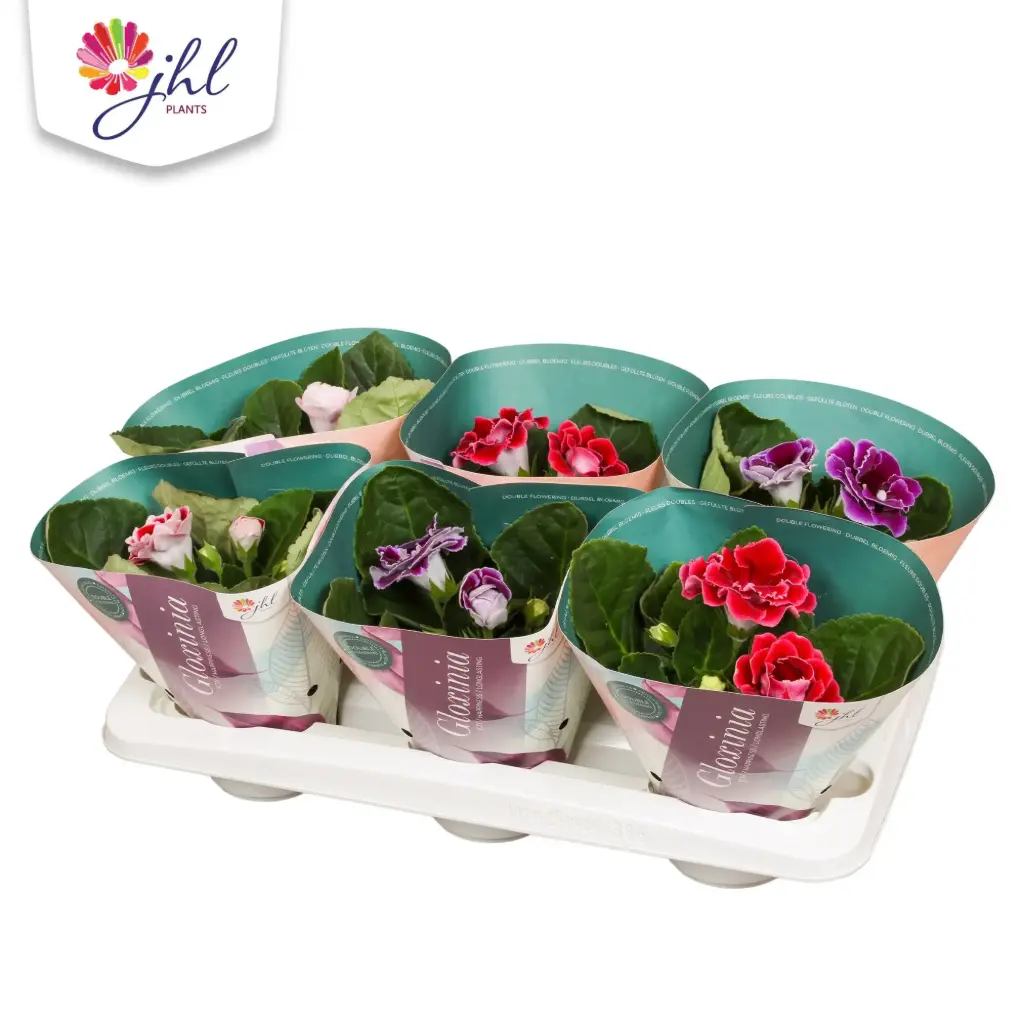 Sinningia Sonate valik P13/20cm