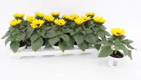 Päevalill 'Sunsation' P12/40cm