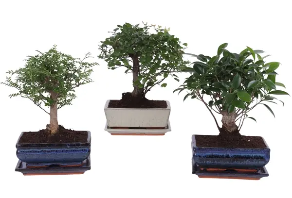 Bonsai valik P21/28cm